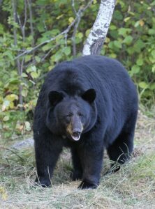 A large American black bear in the wild.